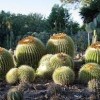 The Ruth Bancroft Garden- Travis AFB- succulent