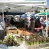 Proctor Farmers’ Market-asparagus