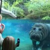 San Diego Zoo-underwater