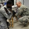 Veterinary Treatment Facility-Travis AFB- k9 dog