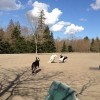 Silverdale Dog Park-dog playing
