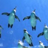 Aquarium Penguin in Sasebo, Japan