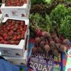 sedro-woolley farmers market-starwberry
