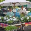 Prosser Farmers Market-plants