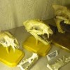 Museum of Geology rapid city-skeleton 2