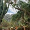 koko crater botanical garden-cactus 1