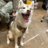 Pet Registration- Beale AFB with dog