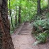 Puget Creek Natural Area-JB Lewis-McChord-trail