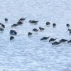 San Pablo Bay National Wildlife Refuge- Travis AFB- birds