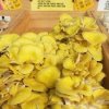 anacortes farmers market-yellow mushroon