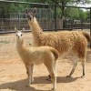 hillcrest park zoo clovis nm-alpaca