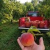 Braeutigam Orchards Scott AFB-peach