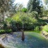 The Ruth Bancroft Garden- Travis AFB- water laggon