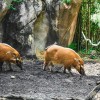 Virginia Zoo Hogs in Norfolk
