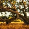 Oak Tree in Tacoma, Washington State