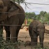 Elephant in Sasebo, Japan