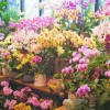 Flower shop in Yokosuka, Japan