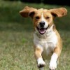 Animal Hospital in Fairfield- travis afb- dog