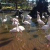Al Areen Wildlife Flamingo in Bahrain