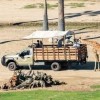 San Diego Zoo-giraffe