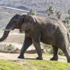 San Diego Zoo-elephant