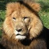Visit the Wild Animal Safari at Pine Mountain Georgia
