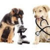 Veterinary Services-NB San Diego-microscope Veterinary Services-NB San Diego-microscope