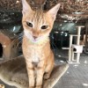 Cat in Manama, Bahrain