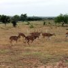 La Cardosa Ranch Texas-hunting range