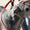 Shipping Pets-Cannon AFB-great dane