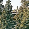 Royal Aloha Tahoe/RAVC