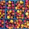 San Juan Island Farmers Market WA-tomato