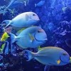 Sea Life Park Hawaii-fish