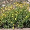 Mission Trails Regional Park-flower