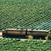napa valley wine train california- grape vine