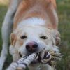 The Pet Brigade- Joint Base Lewis McChord- dog training