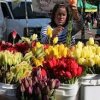 Bellevue Farmers Market-tulip
