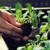 Planting Vegetable in Tacoma, Washington State