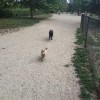 Silverdale Dog Park-dogs