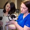 ALL CREATURES ANIMAL HOSPITAL- BREMERTON-dog