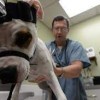VETERINARY SERVICES- NSA BETHESDA-3