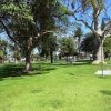 Spreckels Park Coronado-tress