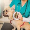 Arizona West Veterinary Clinic- MCAS Yuma- pug Arizona West Veterinary Clinic- MCAS Yuma- pug
