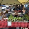 sedro-woolley farmers market-plants
