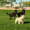 dogs