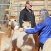 Windrush Alpacas Clovis-blue jacket