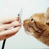 ANIMAL WELLNESS VETERINARY SERVICES LLC- NSA SARATOGA SPRINGS- cat