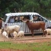 Wild Animal Safari Inc