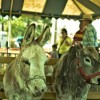 Beach Party Ponies &amp; Barnyard Petting Zoo-donkey