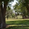Ned Houk Memorial Park Clovis Nm-trees